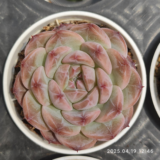 ZZA932 アイススピリット（5.5cm pot）