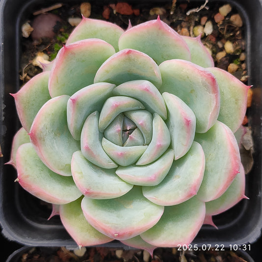 RC029 ピンククリスタルローズ（7cm pot）