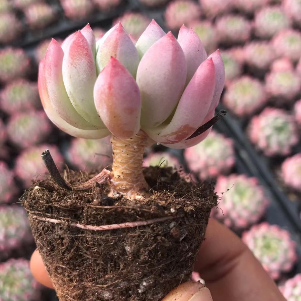 23904 ブルーエルフ