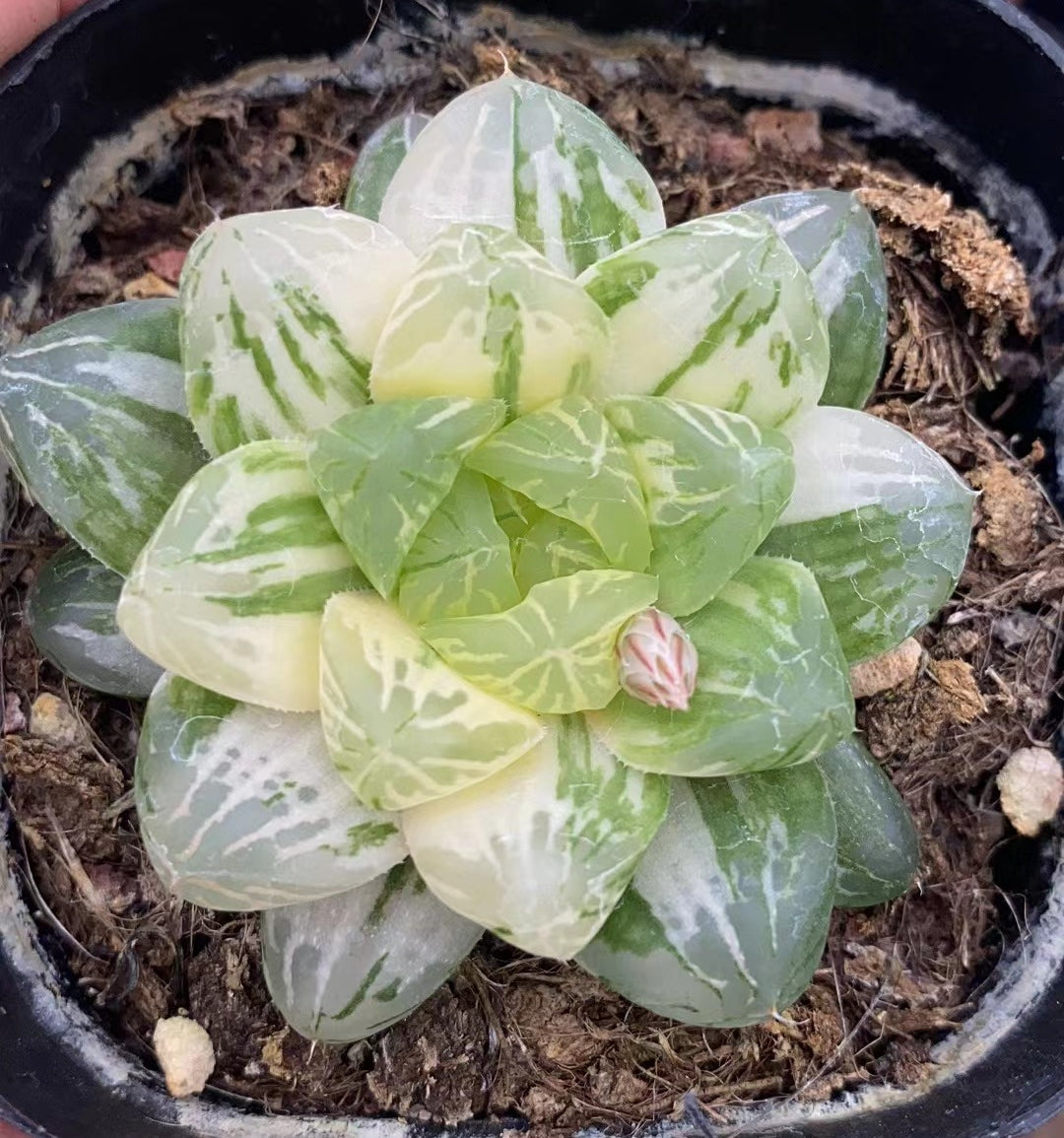 ハオルチア 普通苗 – Top Succulent®