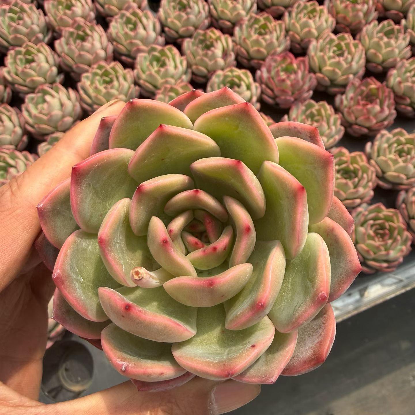 T1293 マドンナ（9cm pot）