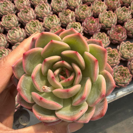 T1293 マドンナ（9cm pot）
