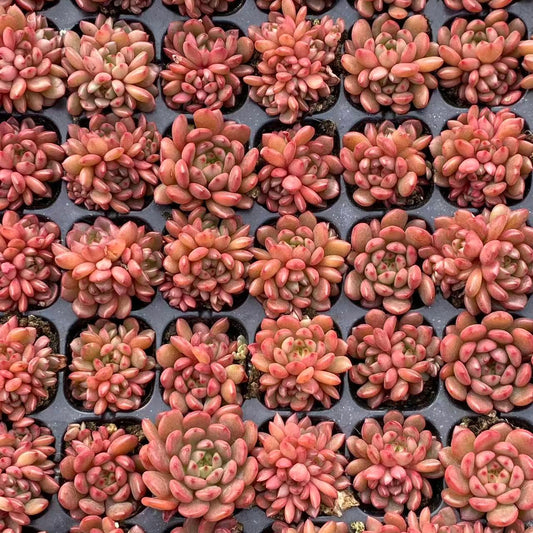 23208 ピンクルビー（3cm pot）