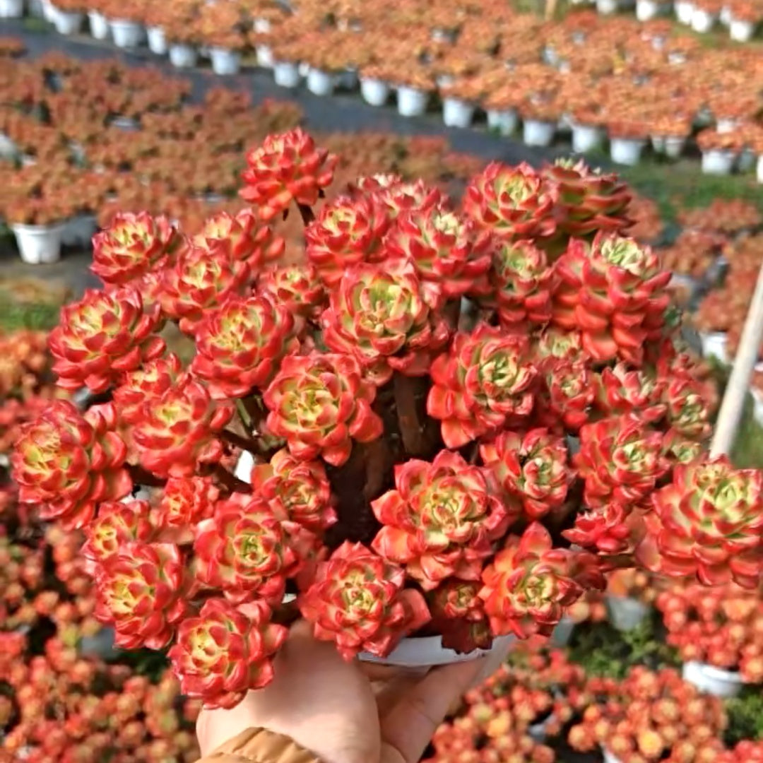 23563 レディジア錦（16cm pot）