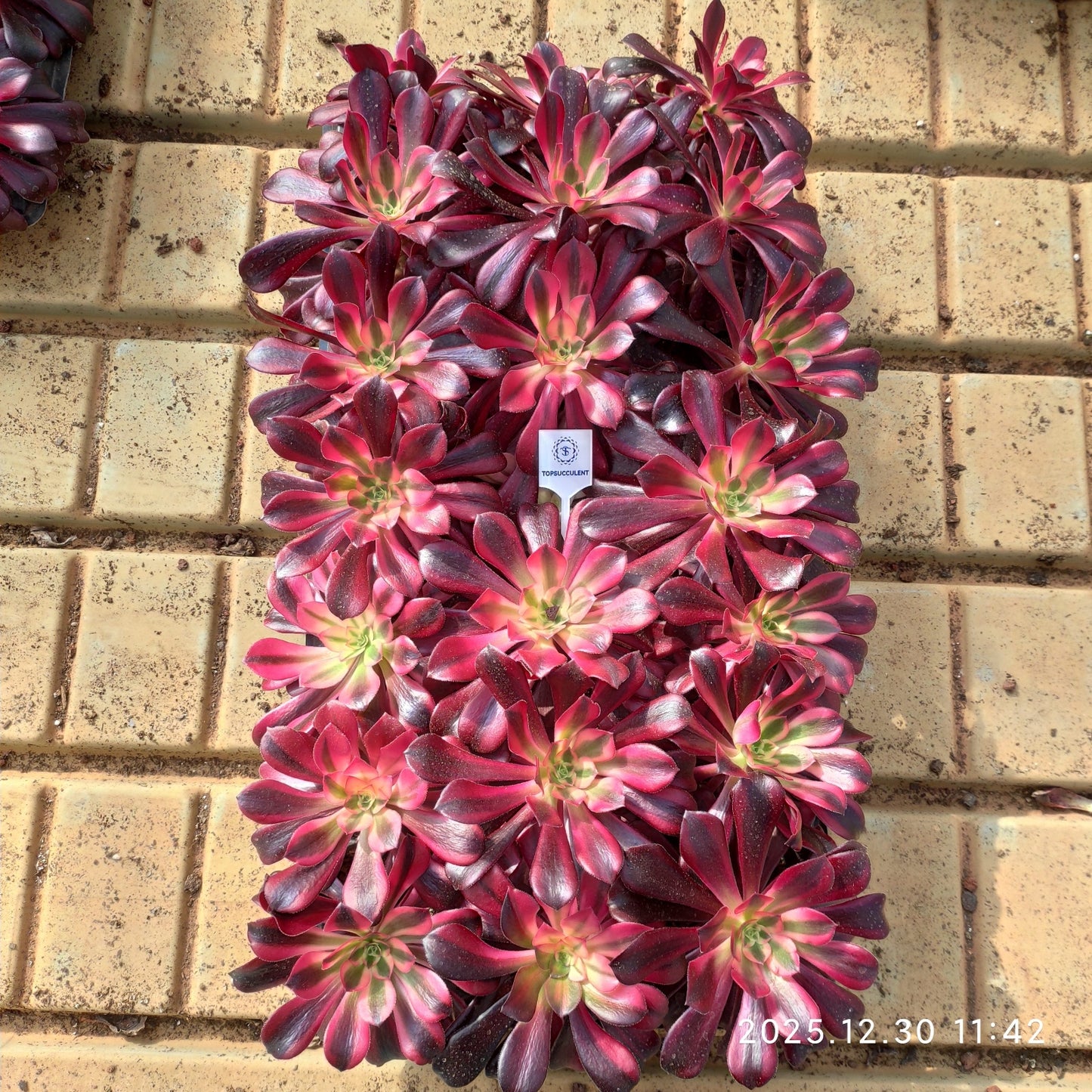 3465 メデューサ