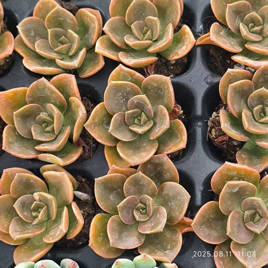 JC146 チョコレート(3cm pot)