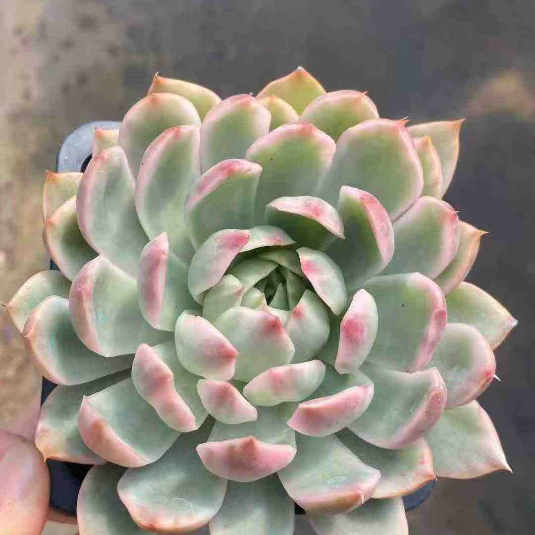 23614 クリスタル　ロバー錦（9cm pot）