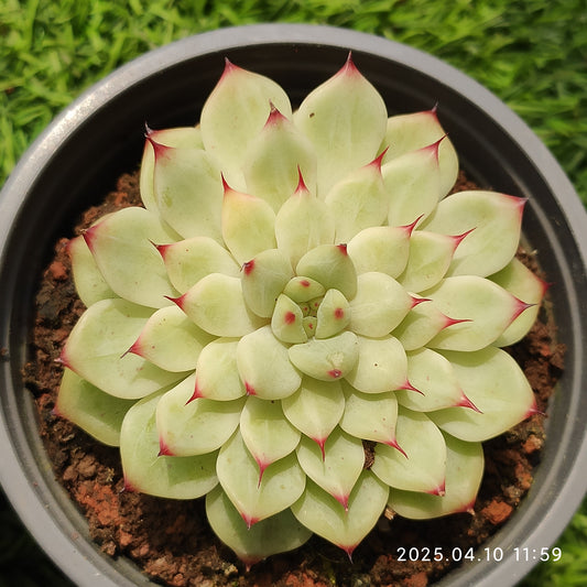 NGN700 フラワー　フェアリー（50cm pot）