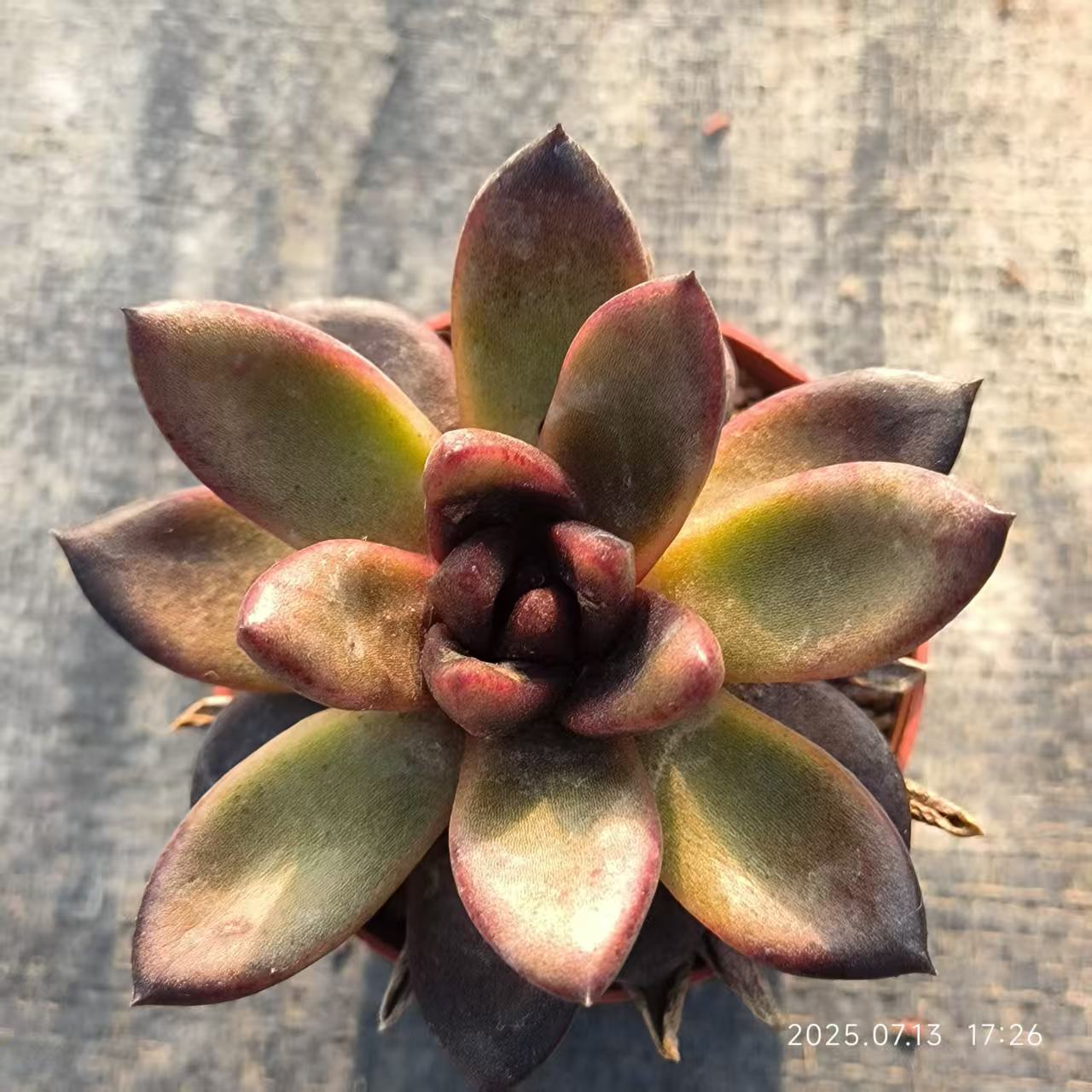 QH116 パープルローズ（6.5cm pot）
