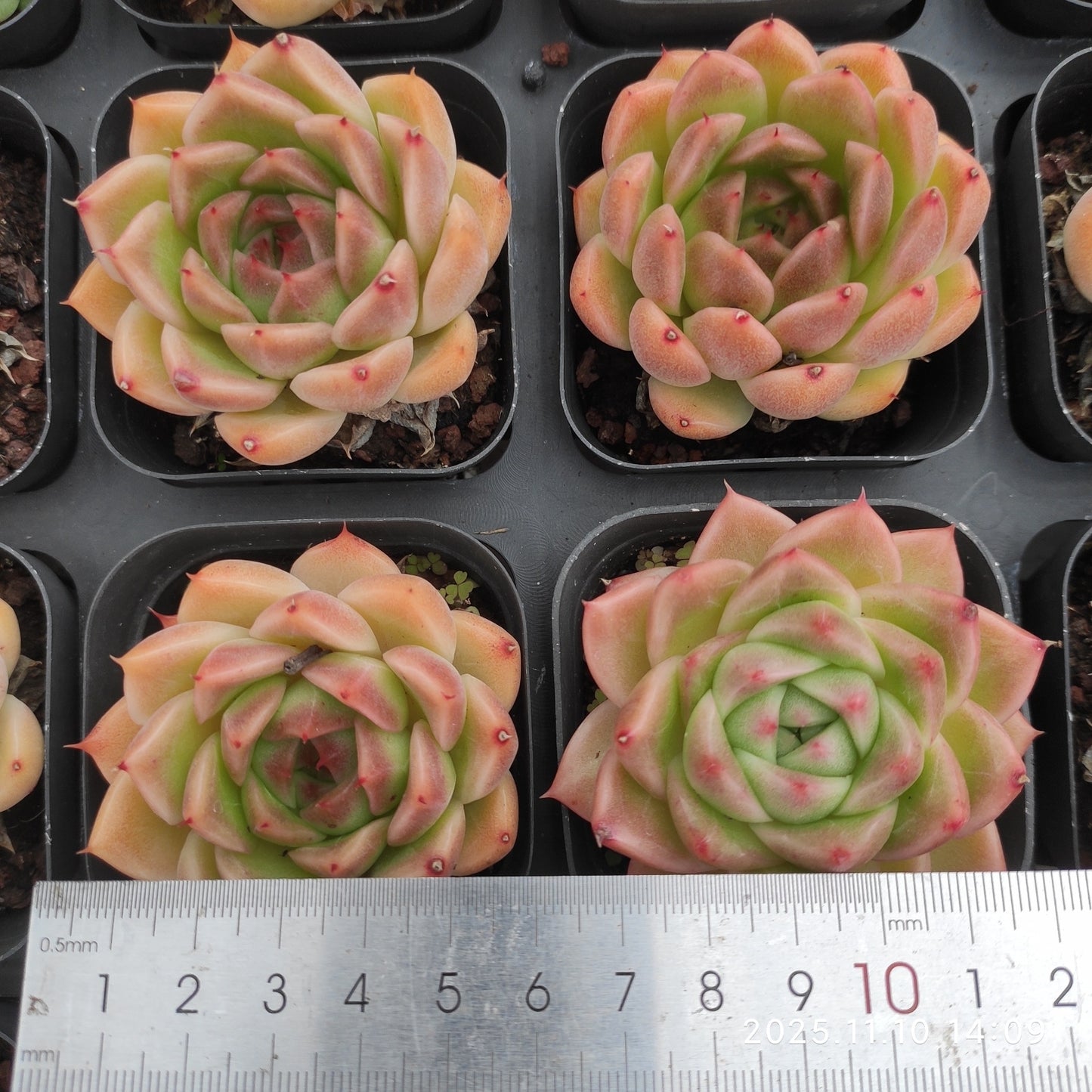 21139 グラドネス（6.5cm pot）