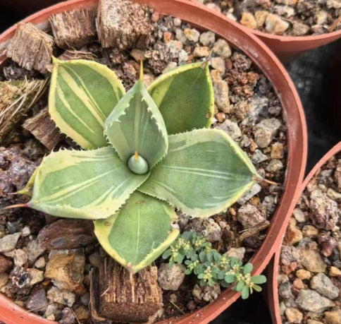 ZL606 パリー　トランカータ　‘ライム　ストリーク’（9cm pot）