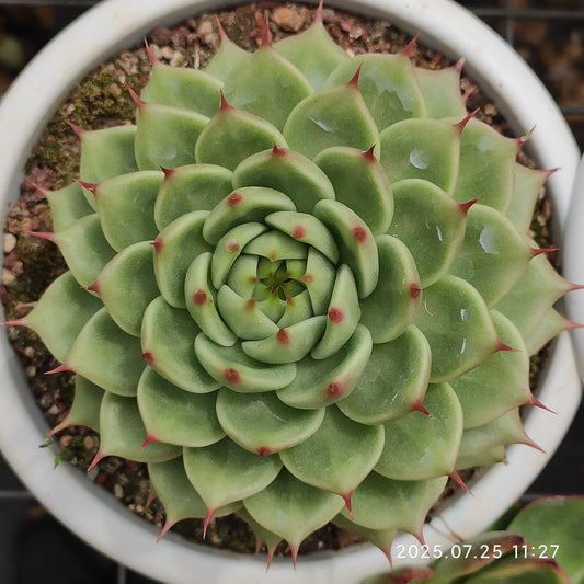 NGN383 トスカーナ（23cm pot）