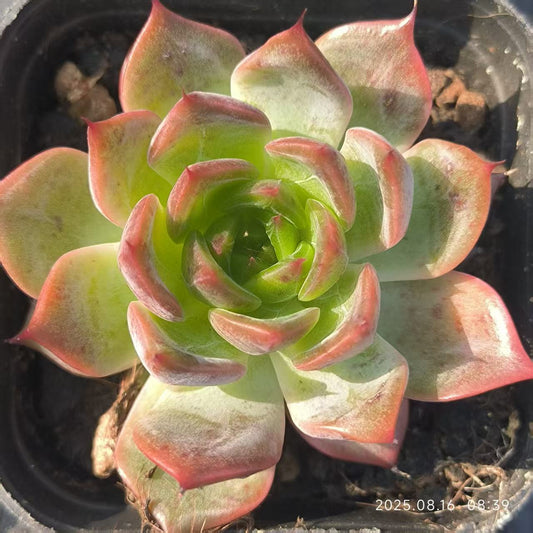 LG694 アイリス (6.5cm pot)