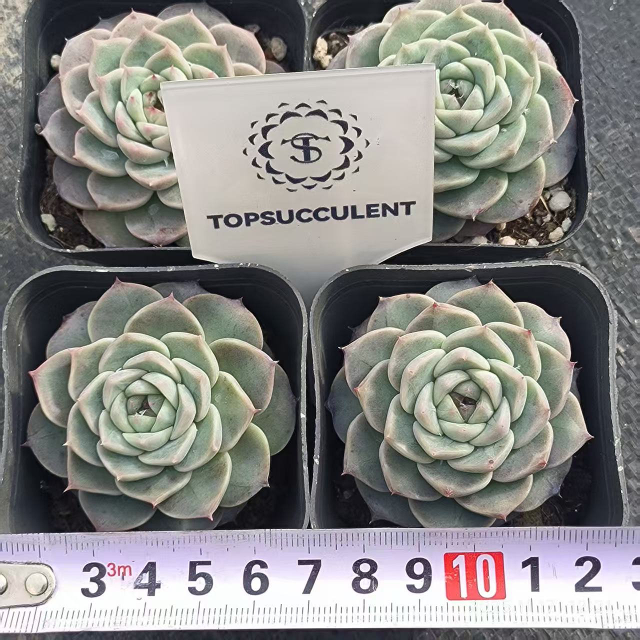 T0499 レッドベルベット（6.5cm pot）