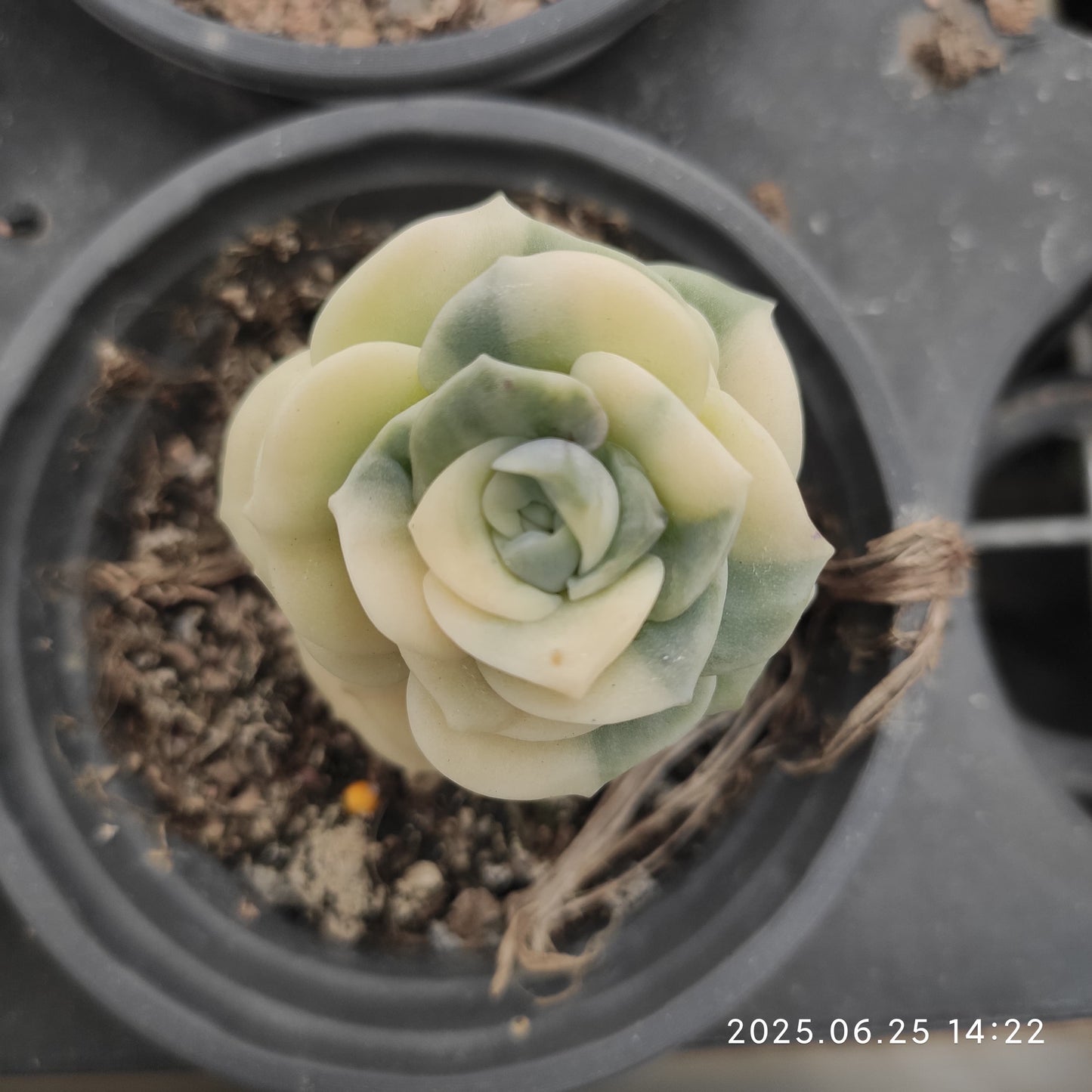 ON442 ラブリーローズ錦（6.5cm pot）