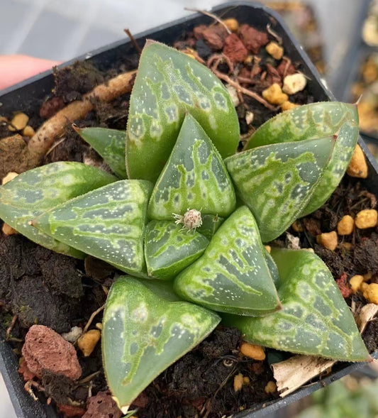 CS095 メリ—ゴ—ランド (7cm pot)