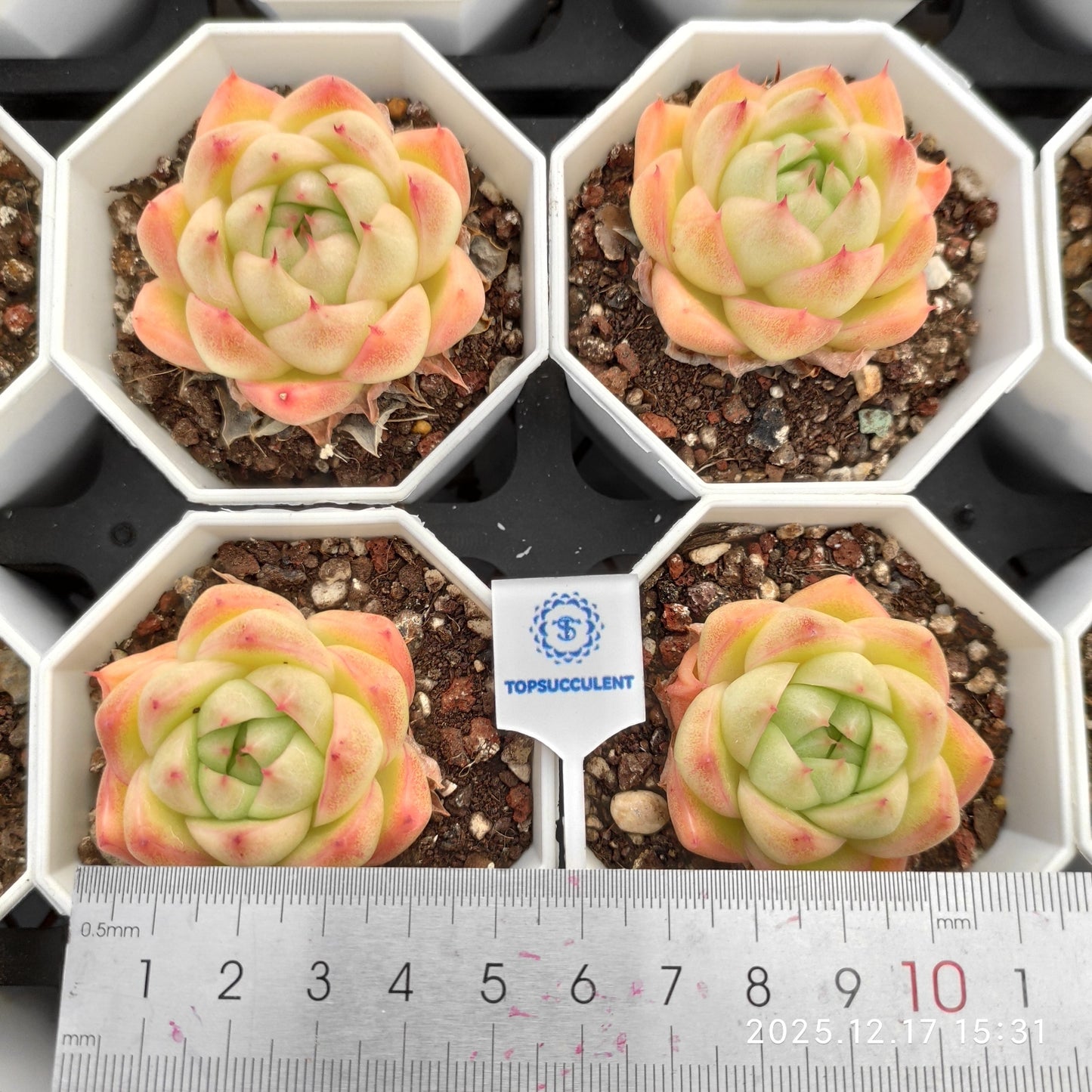 17304 クリア　スカイ　ジェニー