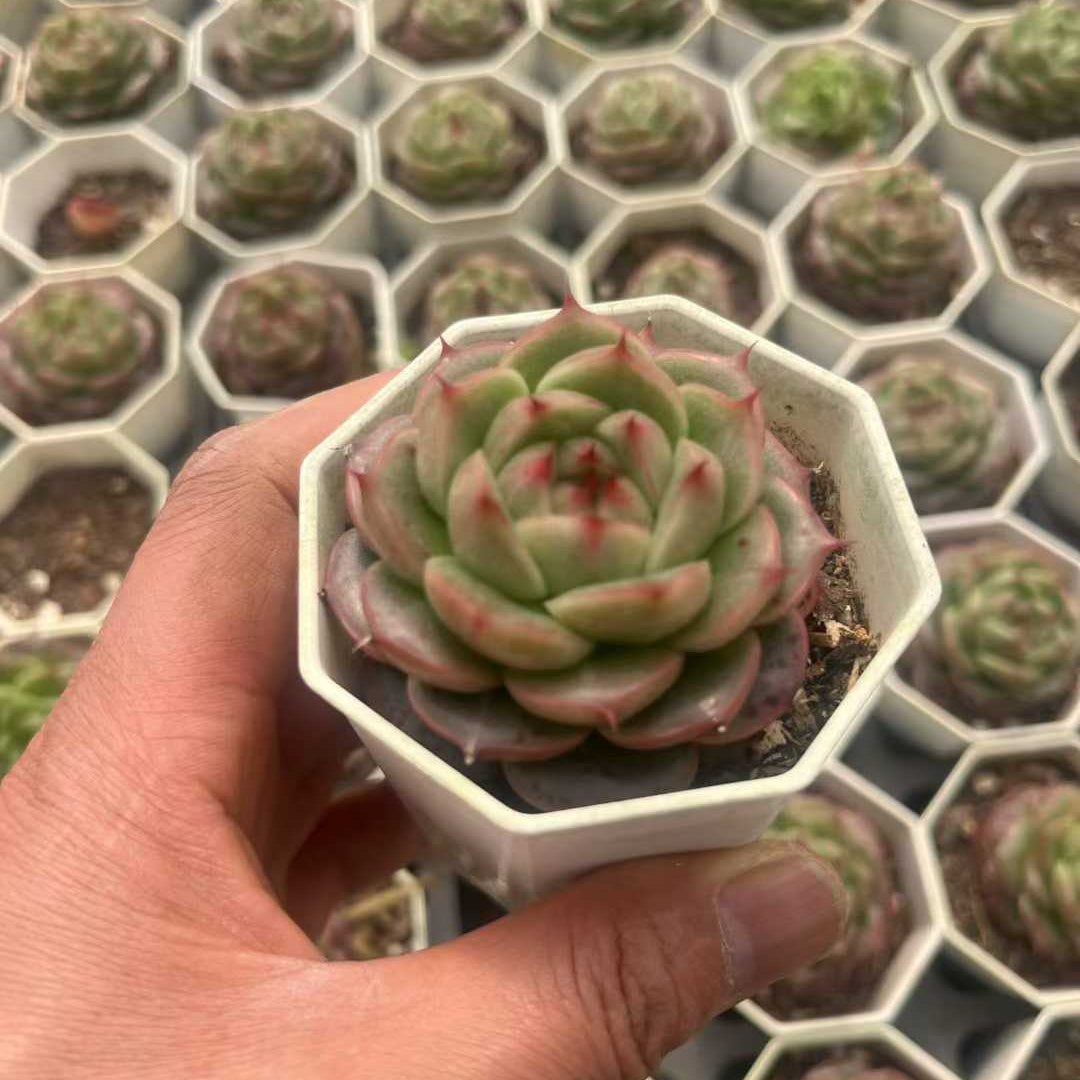 16088 ベラー　アイラッシュ