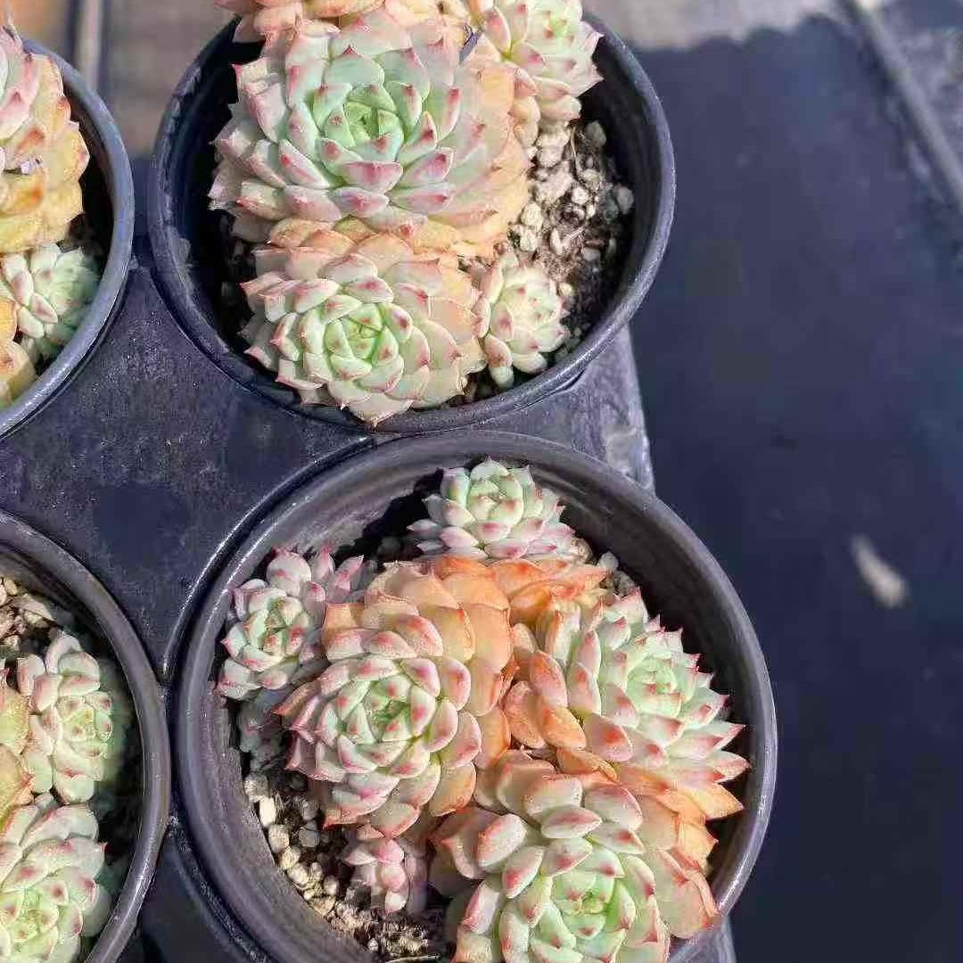 24489 ローズ　リリー