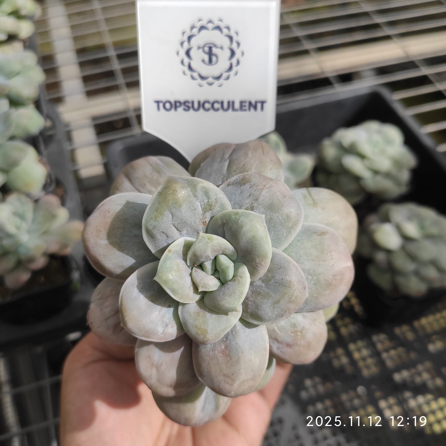 22516  マウンティン　フラワー（7cm pot）