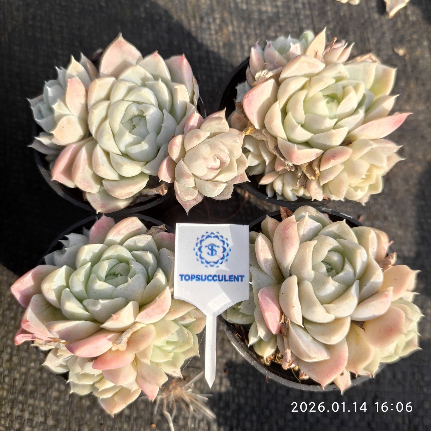 21107 ヒューミリス