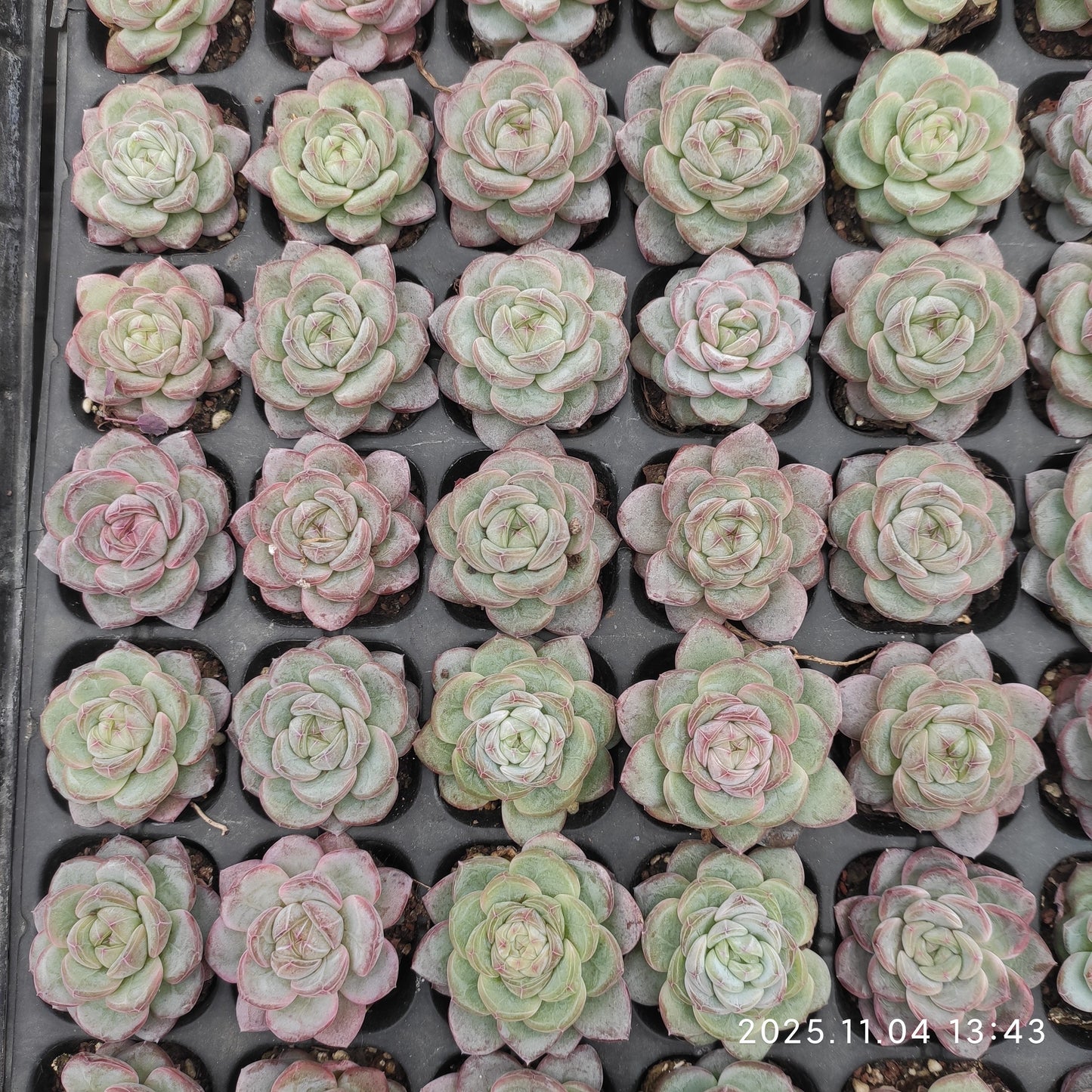 22283  スター　ジェニー（3cm pot）（ポット苗）