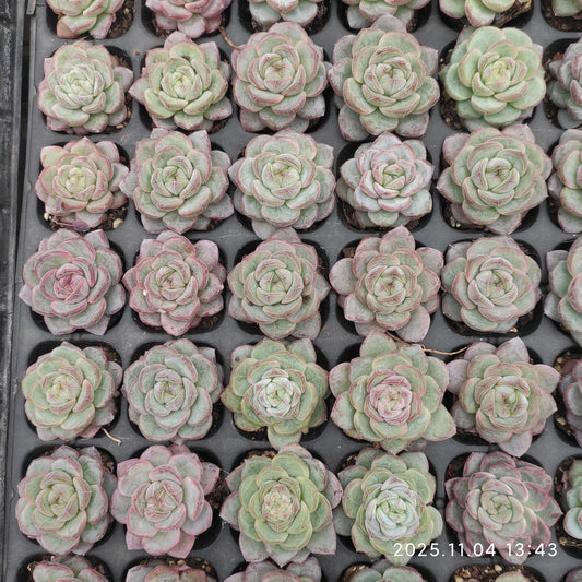 22283  スター　ジェニー（3cm pot）（ポット苗）