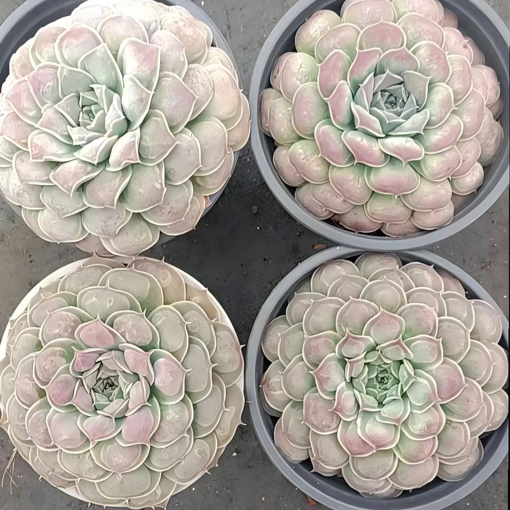 25791 ギロドロップス