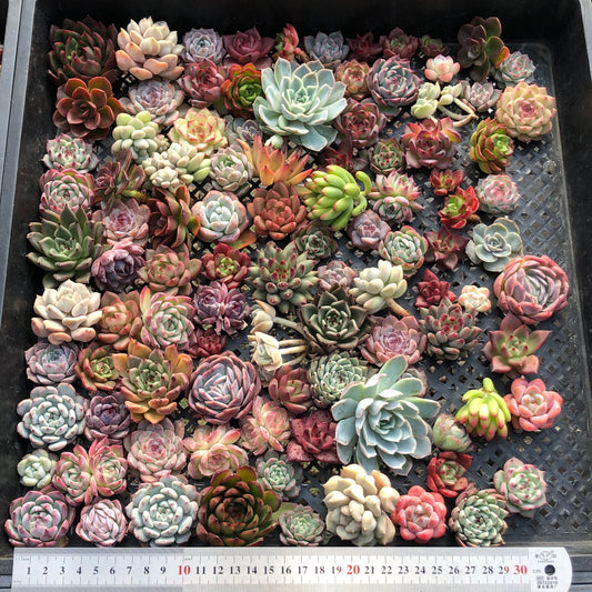 17856 ミックス苗（3cm pot）(穴トレー苗)23