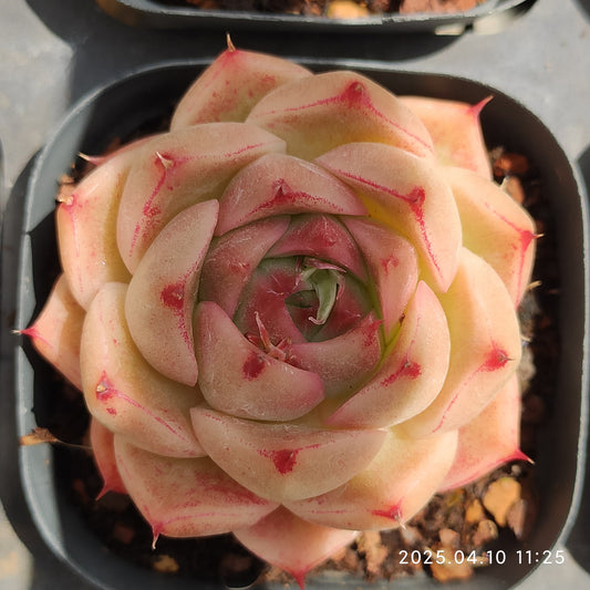 NGN388 パープル　スモーク (6.5cm pot)