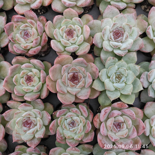 RC158 アイス（3cm pot）