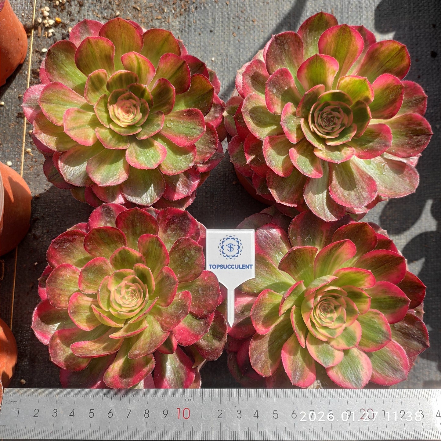 23330 クラウド・ロータス