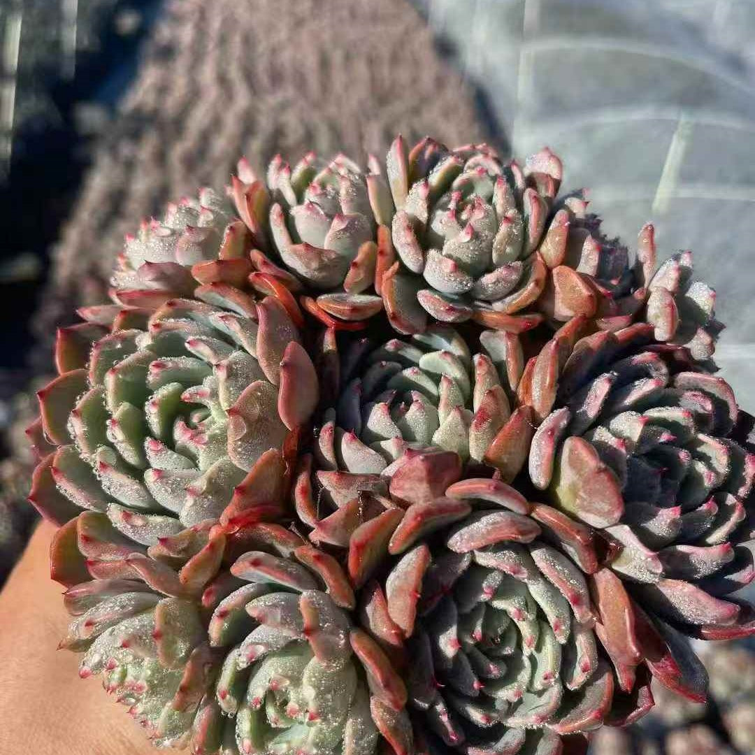 23655 ナナウクミニ（12cm pot）