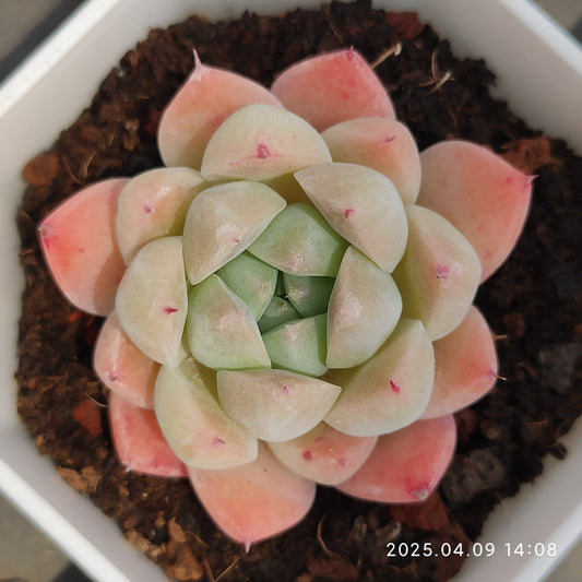 YBB136 ドリームスーツ（50cm pot）