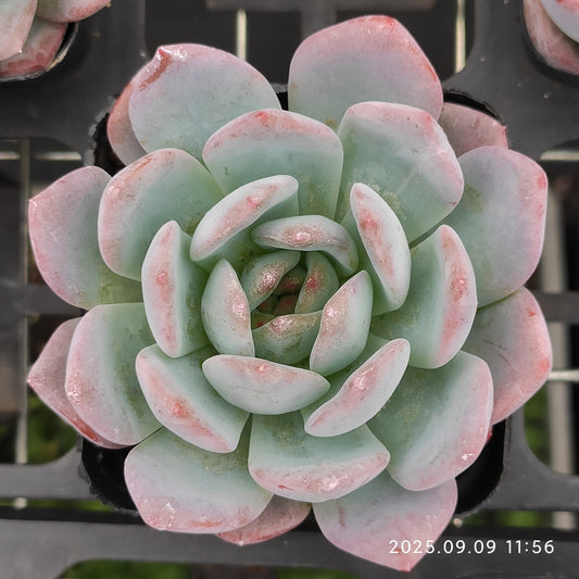 MMT528 スターマーク（7cm pot）