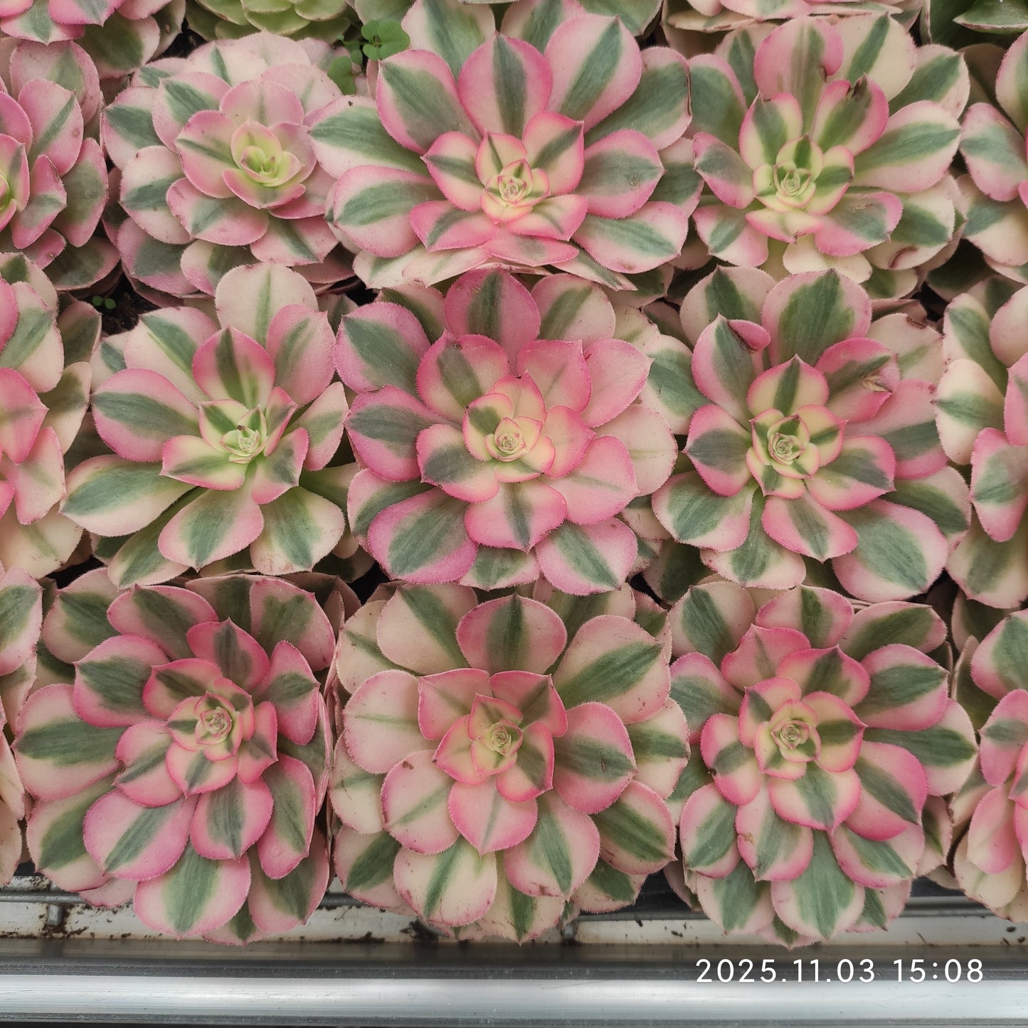 22303 アエオニウム　ゴージャス（6cm pot）