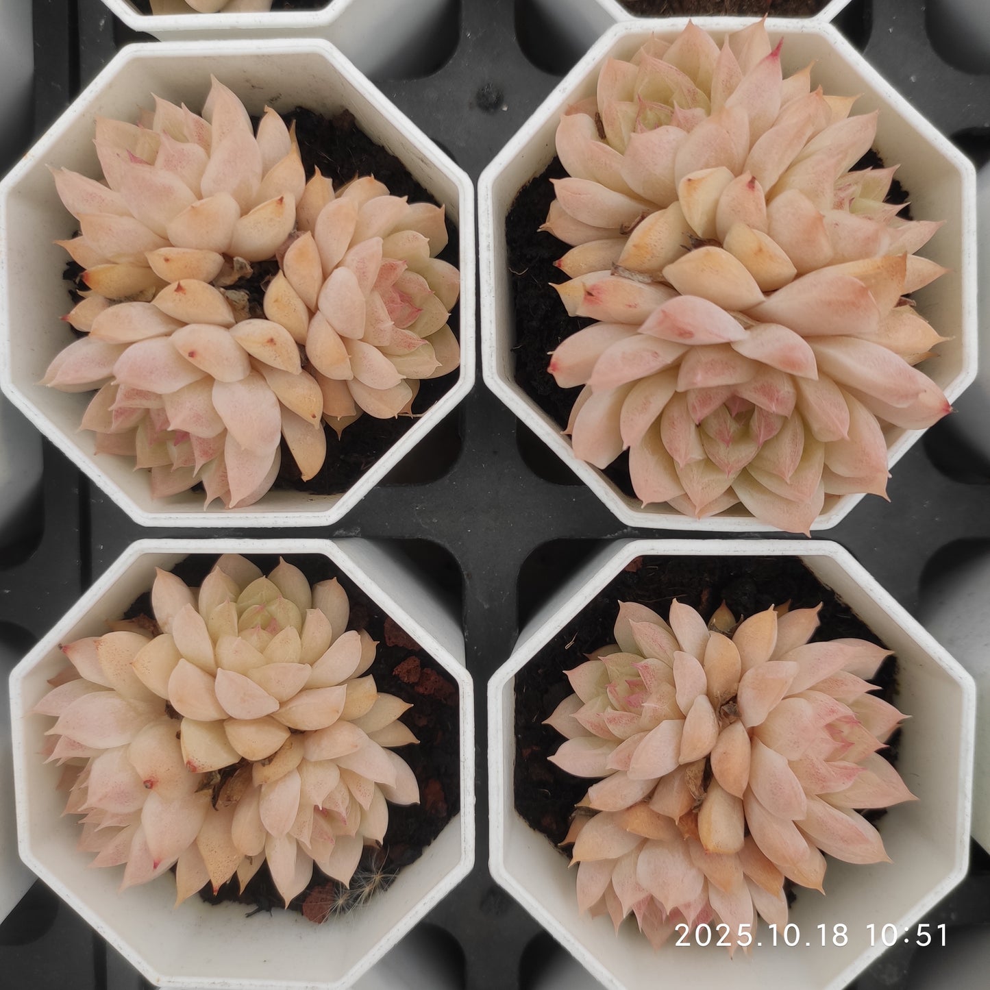 21559 クイーンオブピーチ（7cm pot）