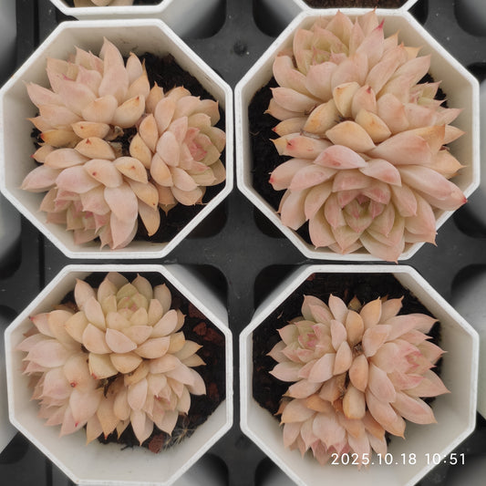 21559 クイーンオブピーチ（7cm pot）