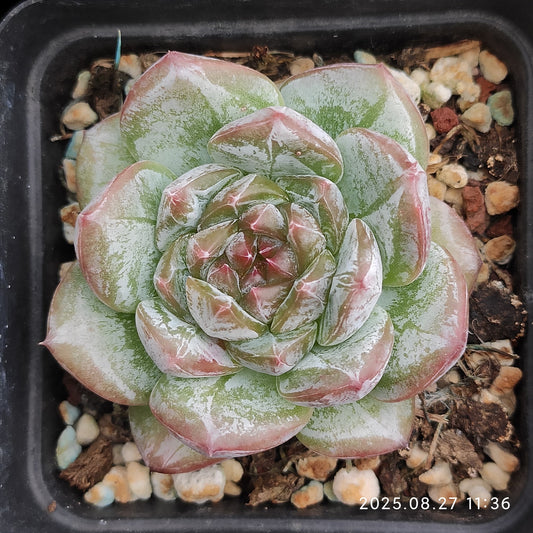 XQ1419 アイス　スピリットHyb（7cm pot）