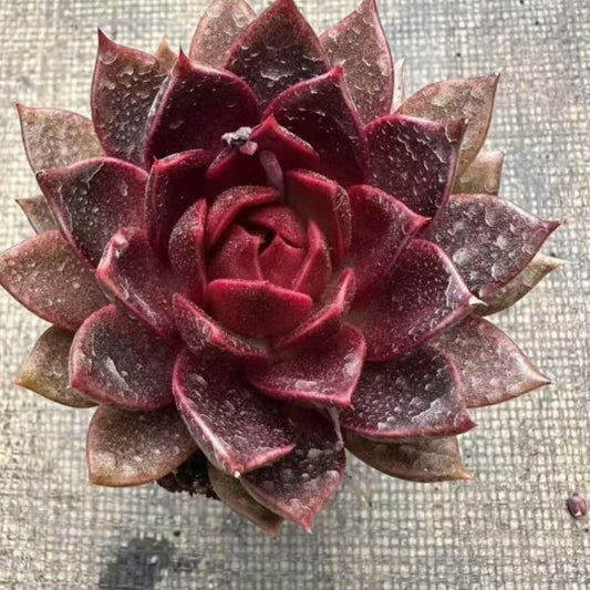 QNY164 ブラック　フォックス（7cm pot）