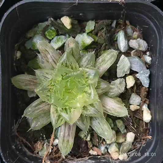 13192 ハオルチア 雲翠錦