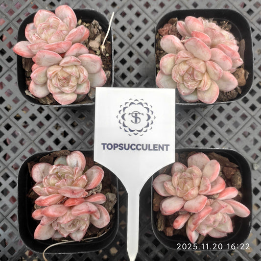 22802 スター ジェニー