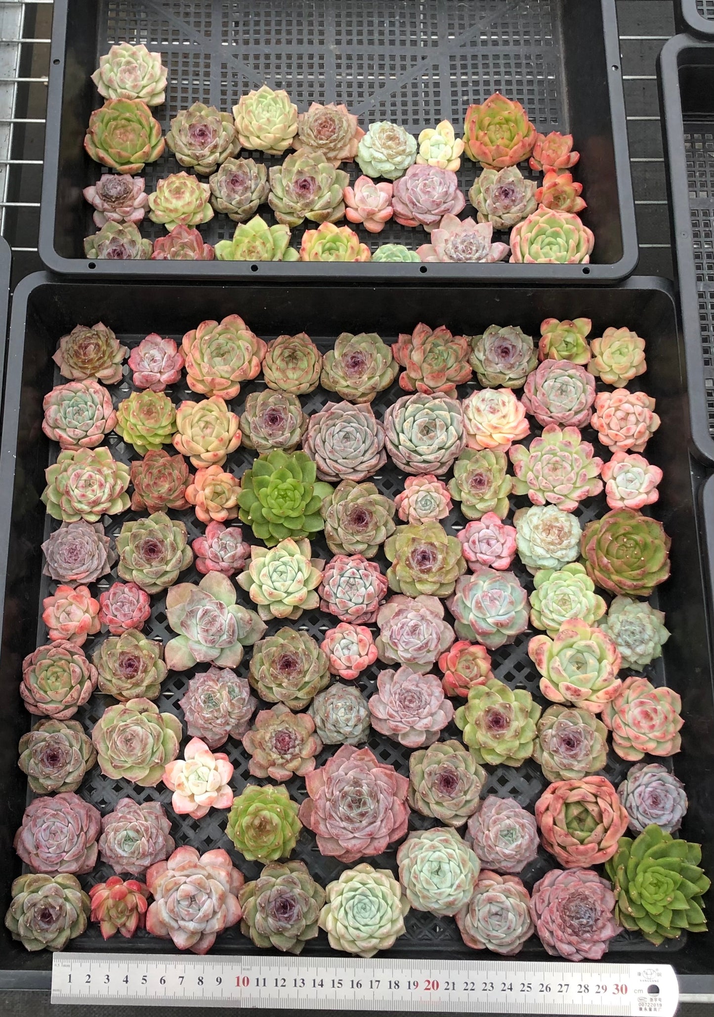 20076 ミックス苗100株（4cm pot）11