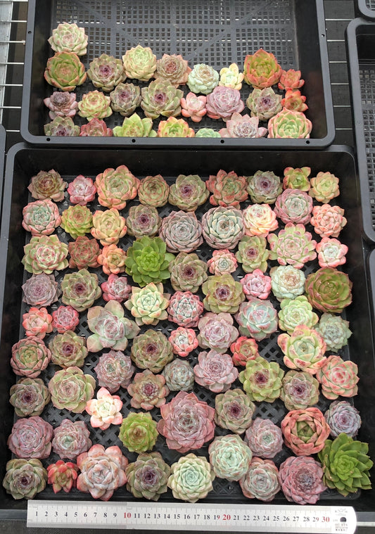 20076 ミックス苗100株（4cm pot）11