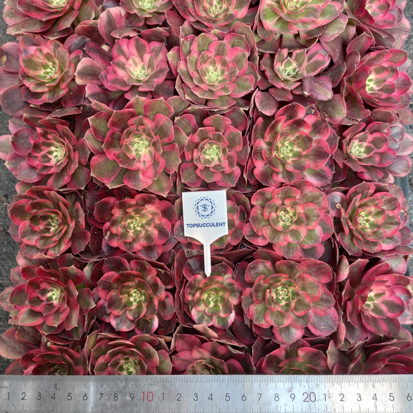 24625 フレーム　ロータス