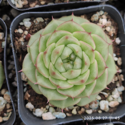 XQ1420 アニーHyb（7cm pot）