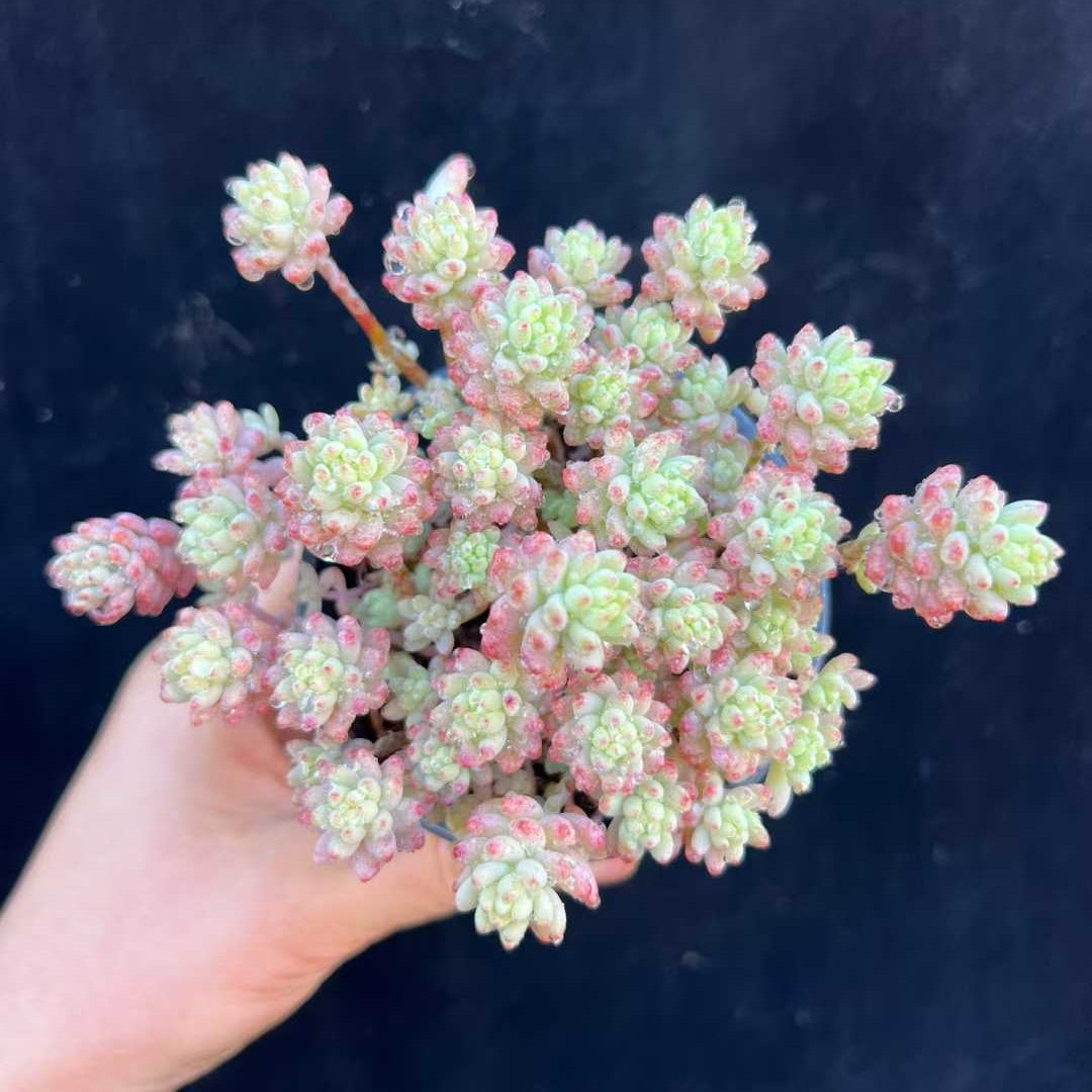 21111 レッドベリー Hyb（9cm pot）