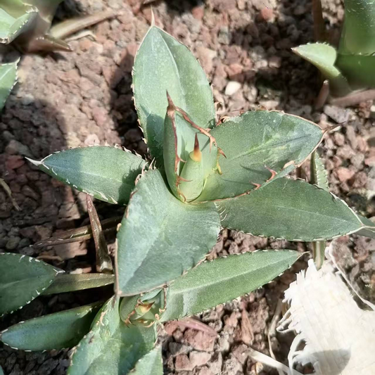 MH221 アガベ  チタノタ 小島白刺 (5cm pot)