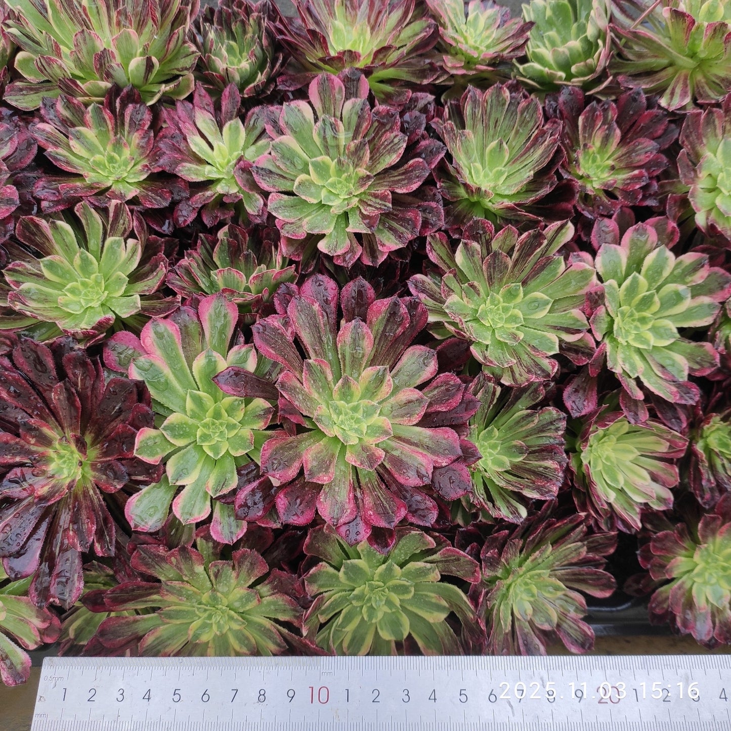 22315 マンター　レー（6cm pot）