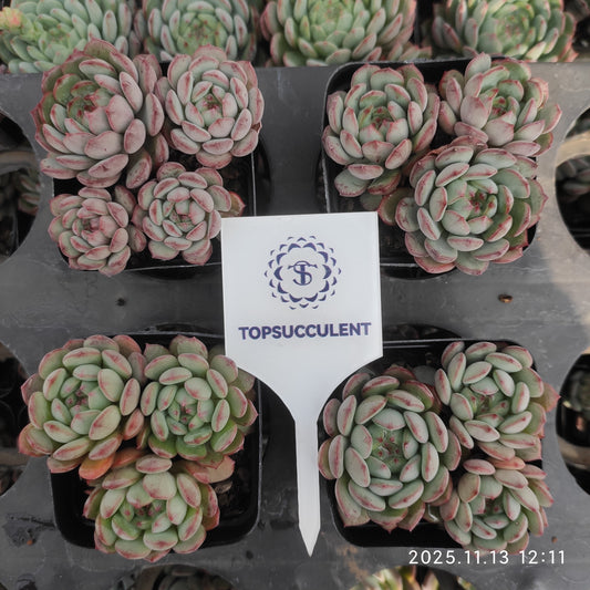 22445  ゴールドスピンク（7cm pot）